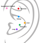 a drawing of an ear, with acupuncture points mapped onto it