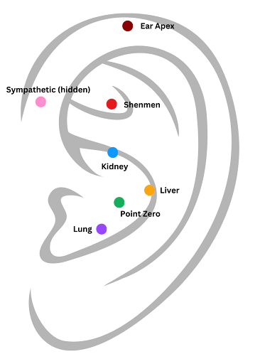 a drawing of an ear, with acupuncture points mapped onto it